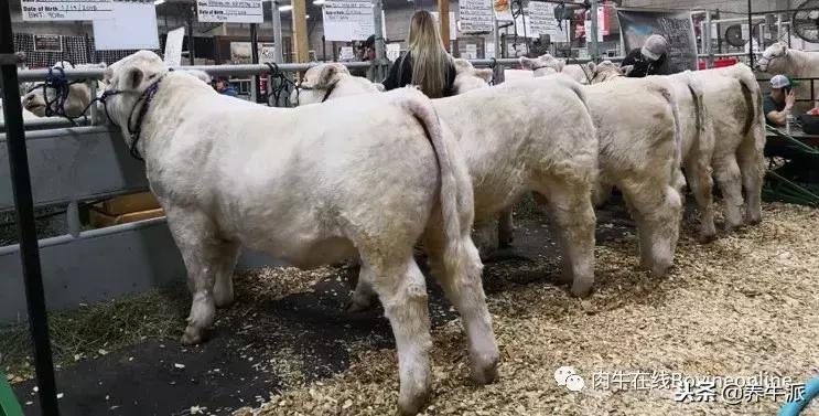 加拿大肉牛产业发展动态,加拿大肉牛发展