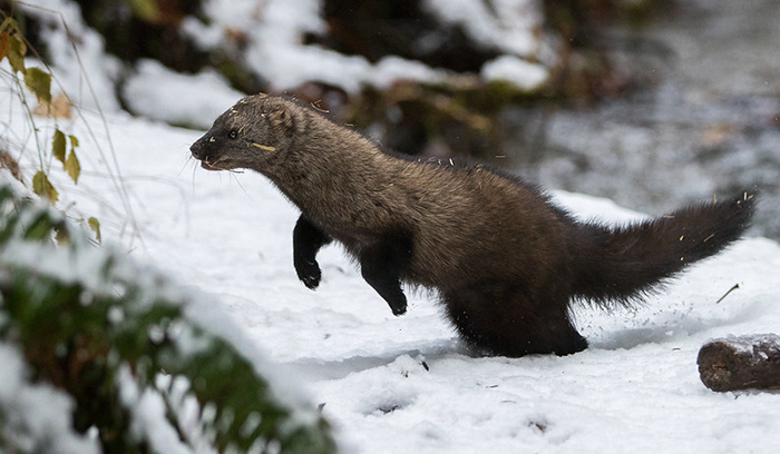 海狸鼠vs猞猁,狐狸对战猞猁
