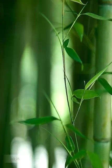 竹种类四季竹,竹生长科普