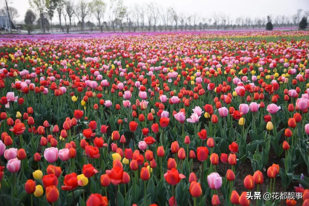 美丽泽州我的家,美丽我的家