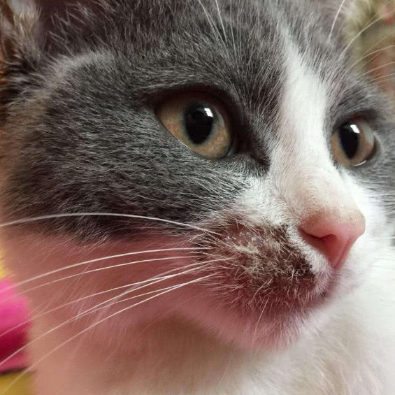 猫咪身上的猫癣是怎么引起的,猫咪身上的猫癣是什么引起的