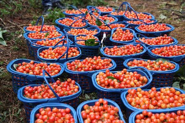 昆明樱桃采摘园安宁的樱桃熟了,昆明安宁樱桃采摘地点推荐