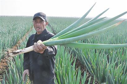 大葱能吃吗有什么好处,大葱吃多了嘴里发涩怎么办