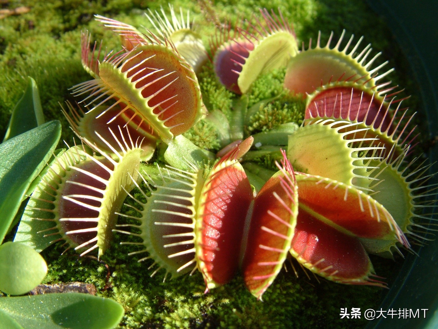 你认为花是什么样的,你认为花有它的价值吗