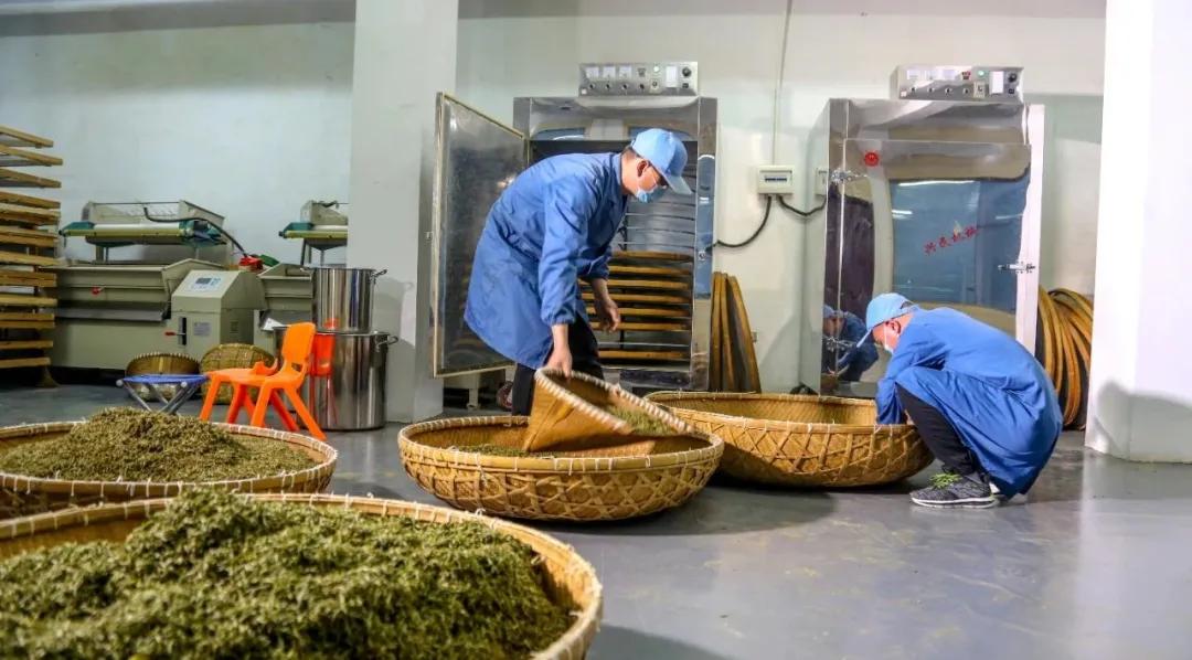 平阳黄茶滋味,平阳黄茶推荐