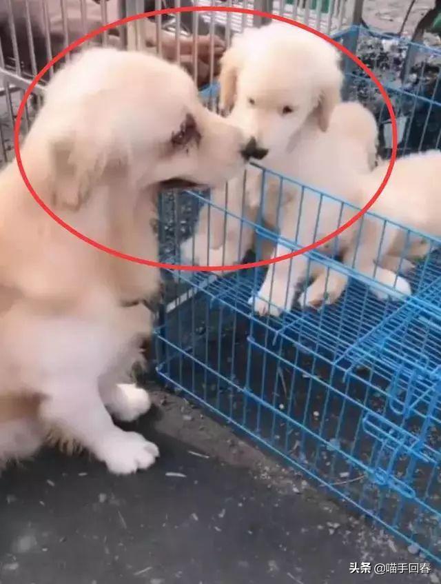 金毛看见小孩哭闹的视频,金毛在路上认出了主人