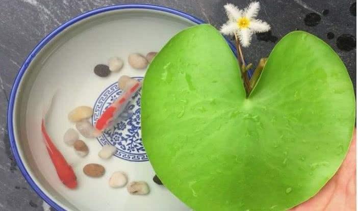 一叶莲睡莲碗莲叶子发黄怎么办,睡莲一叶莲碗莲哪种可以种鱼缸里