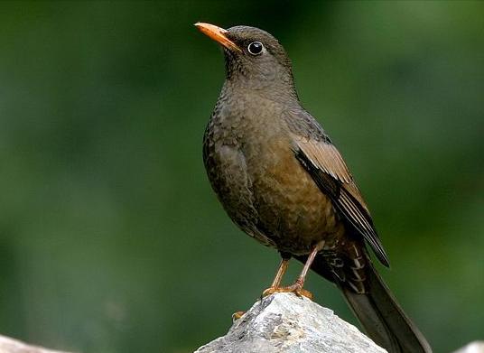 东江揽胜,惠州淡水常见鸟类图谱