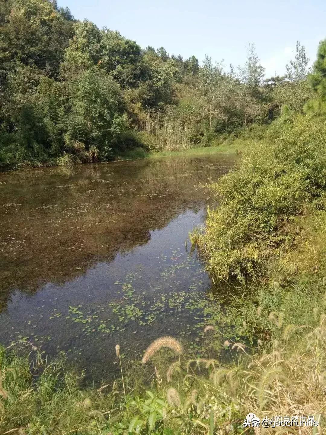 大草龟和小草龟谁好养,变异草龟和草龟的区别