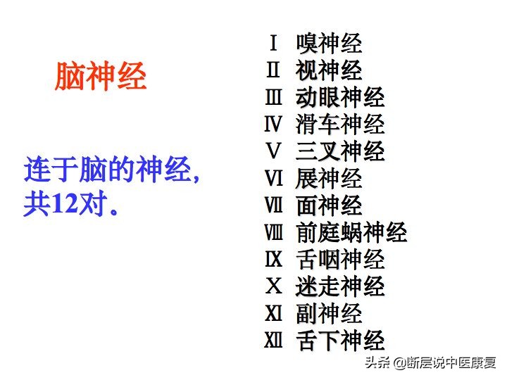 中枢神经系统断层解剖讲解,中枢神经3d解剖动画
