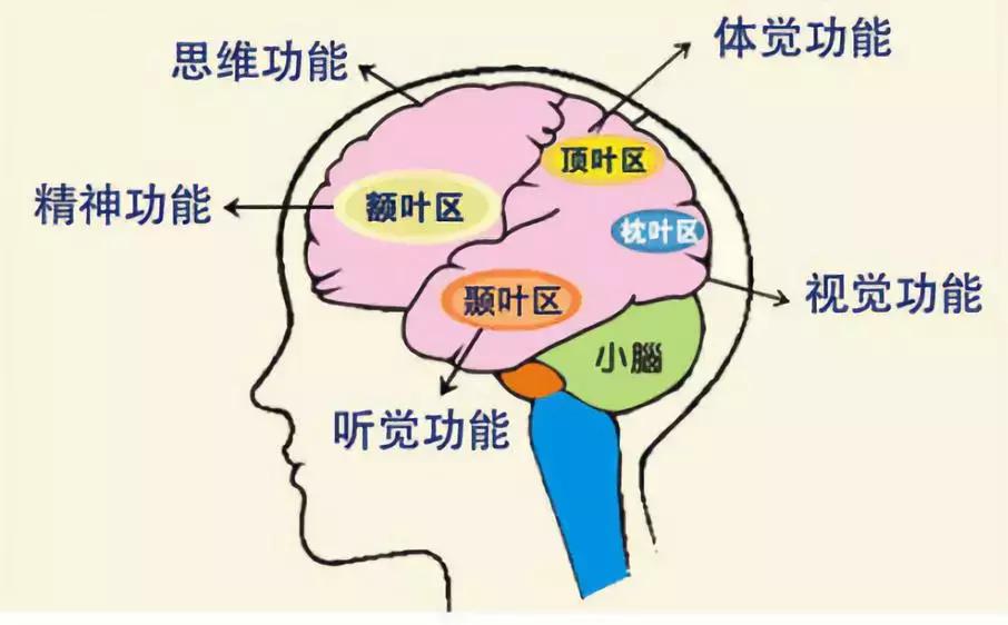 心理学家：学书法对大脑大有裨益