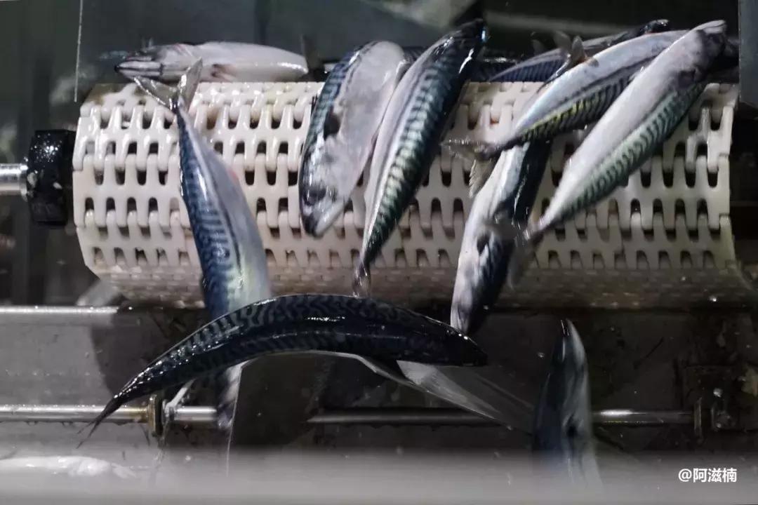 为了吃最贵的鱼你们会驱车多远,世界上最难吃的鱼青花鱼