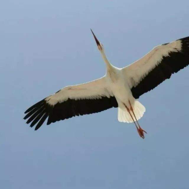 野外发现一只老鹰,用无人机飞到山上发现一只老鹰