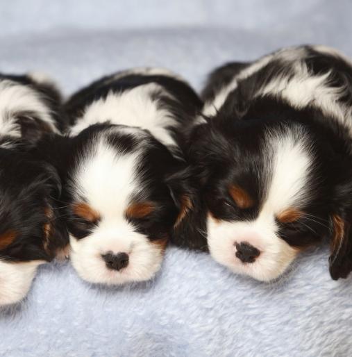 狗狗临产前一天,狗狗在临产前离家出走