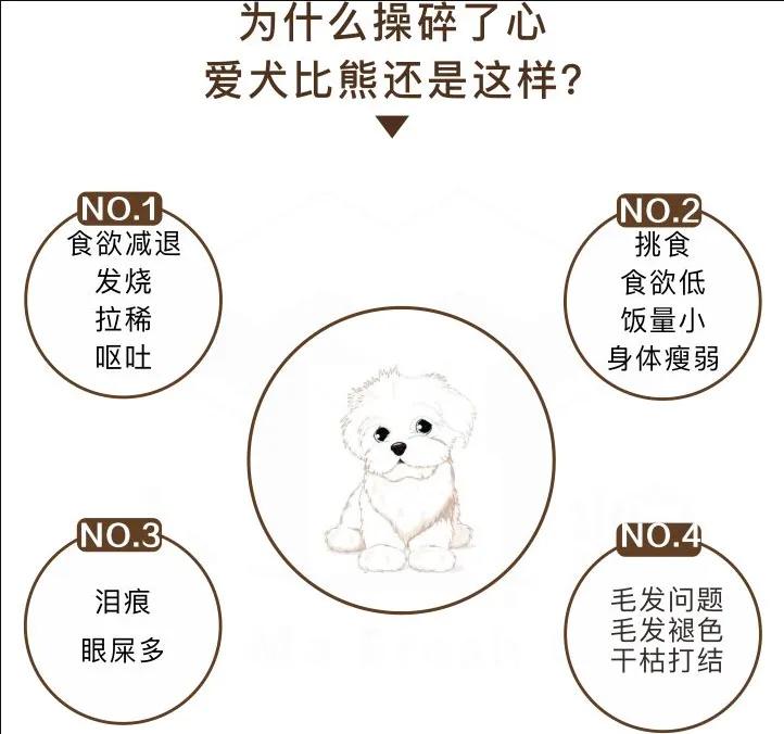 比熊犬怎么养？比熊犬吃什么？养比熊有哪些注意事项？?