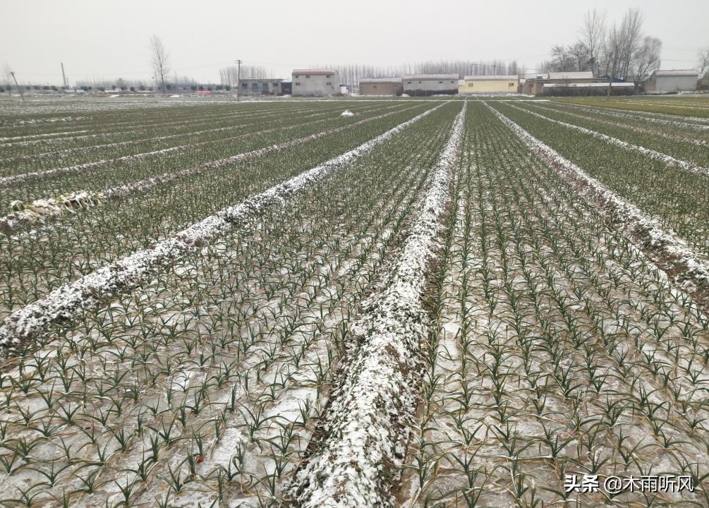 大蒜打什么药防冻害,大蒜叶子受冻害怎么治