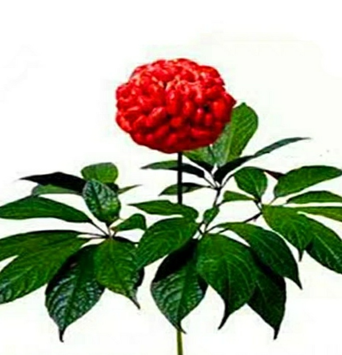 三七盆栽的常见问题,三七盆栽有什么功效