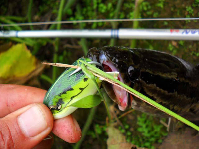 最好的钓黑鱼的方法,钓黑鱼的方法时间与技巧