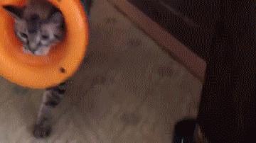 伊丽莎白圈猫咪,伊丽莎白圈有危险吗