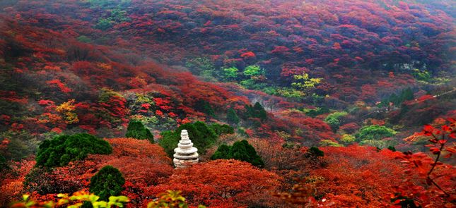 山东秋季旅游去哪里好玩？咱家门口玩个够