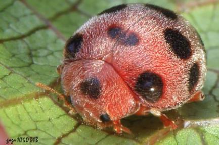 吃肉的瓢虫是农夫的好帮手，别再将它们一网杀尽啦！