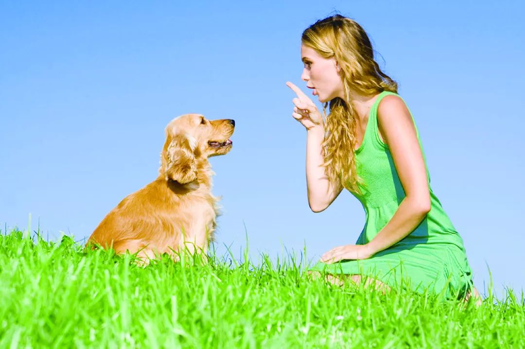 防止幼犬扑人用什么药最好,幼犬金毛特别活跃老是扑人