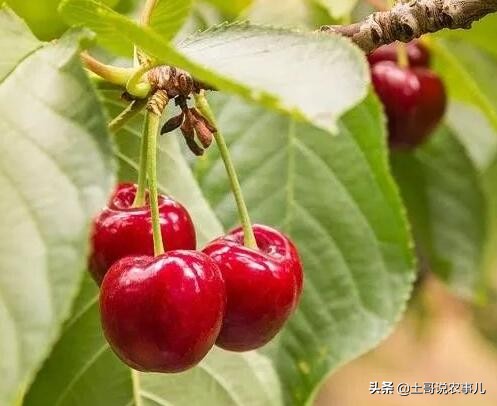 种甜樱桃的老农,利用残次品生产樱桃美酒,你也可以试试