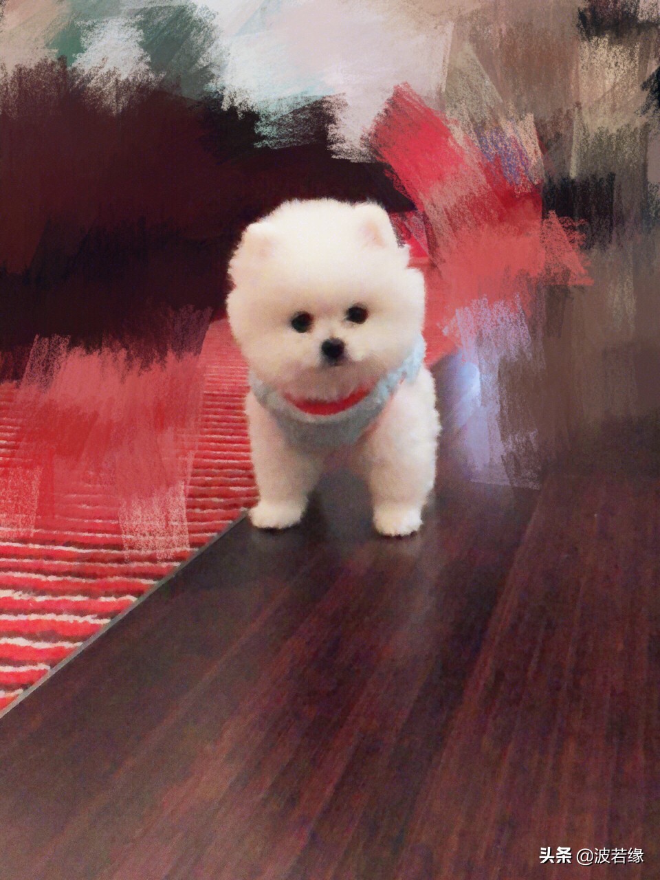 狗狗修毛的视频大全,给狗狗修毛的视频教程