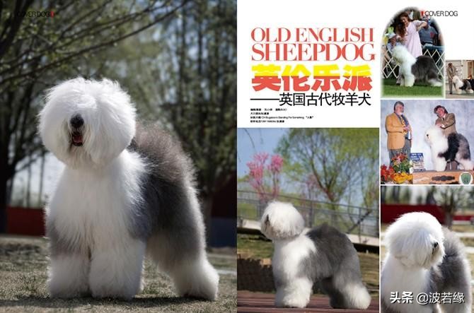 小狗3个月张嘴想咬人怎么回事,两个月的小狗爱咬人是什么原因