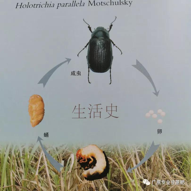 淡水龟的防治方法,猪鼻龟病虫害防治