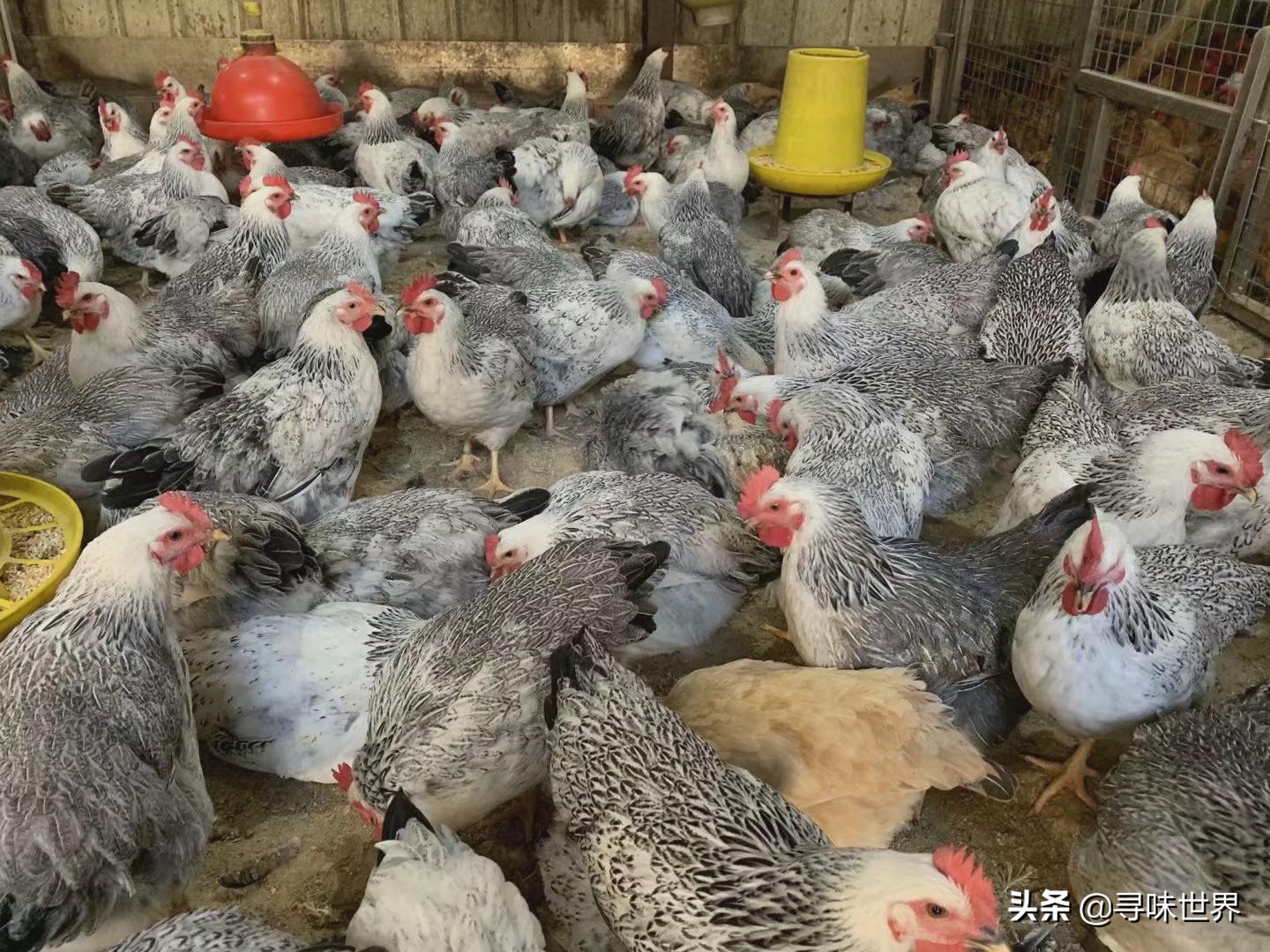 如何挑选好吃的土鸡,土鸡怎样挑选高产鸡