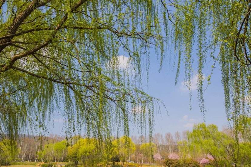 高考实用类文本阅读方法与例题,高考论述类文本阅读知识点总结