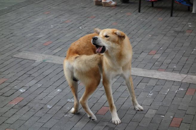 狗狗断尾失败有影响吗,狗狗断尾真的是对狗好吗