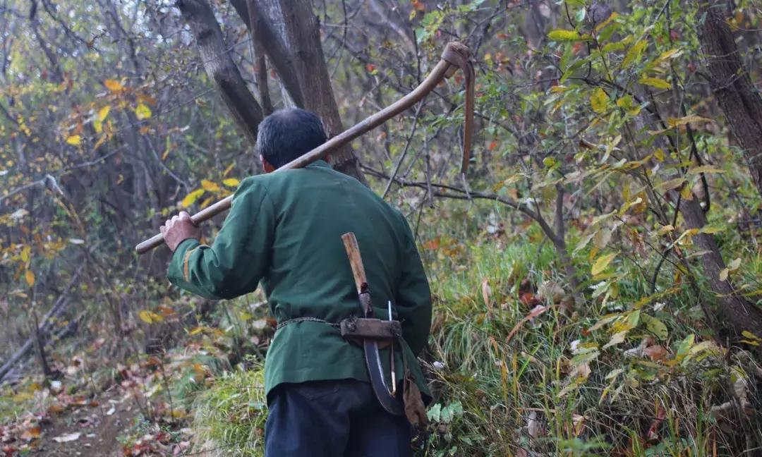 秦岭采药人有声小说,秦岭采药人听书