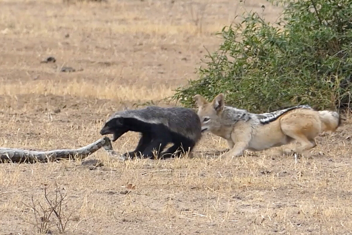 蜜獾为什么不怕各种大型肉食动物,了解真实动物界平头蜜獾