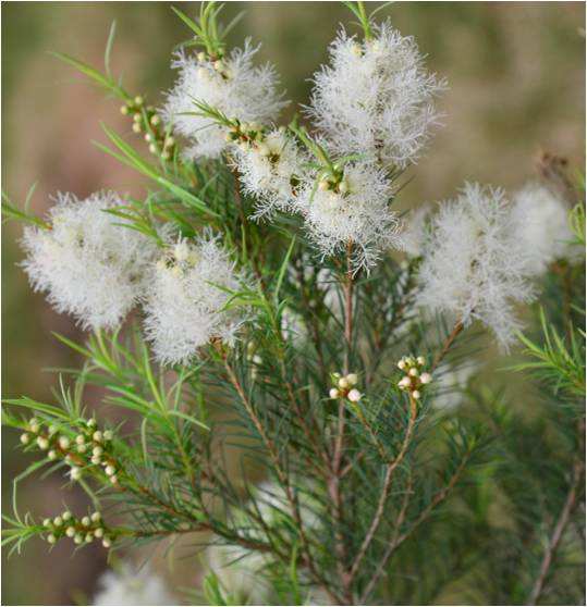 茶树精油的妇科使用方法,茶树精油治疗咳嗽的正确使用方法