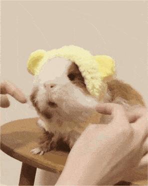 新手应该养哪些可爱粘人的仓鼠,新手适合养熊类还是侏儒类仓鼠