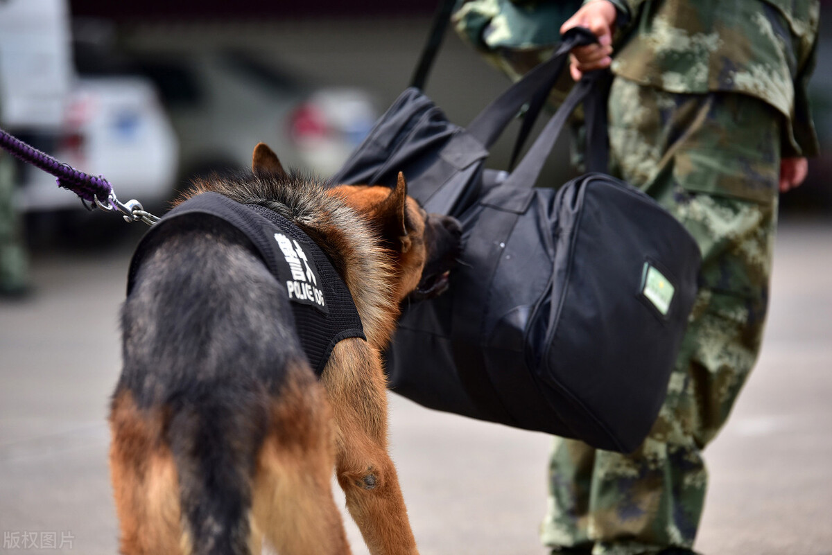这只狗真神！凭着老虎的气味锲而不舍地追出了个猎虎*私走**团伙