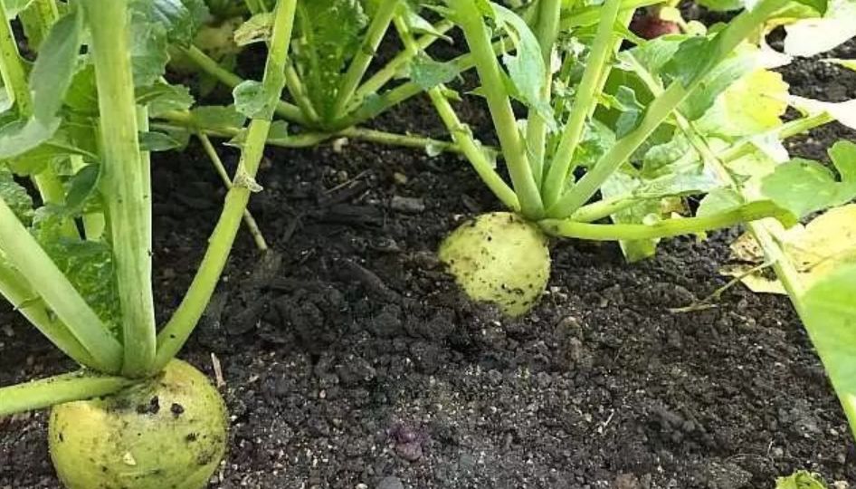 如何检测土壤的ph具体方法,如何不用ph试纸判断土壤的酸碱性