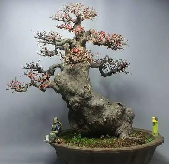 盆景树桩怎样让主干粗壮,盆景如何快速粗壮