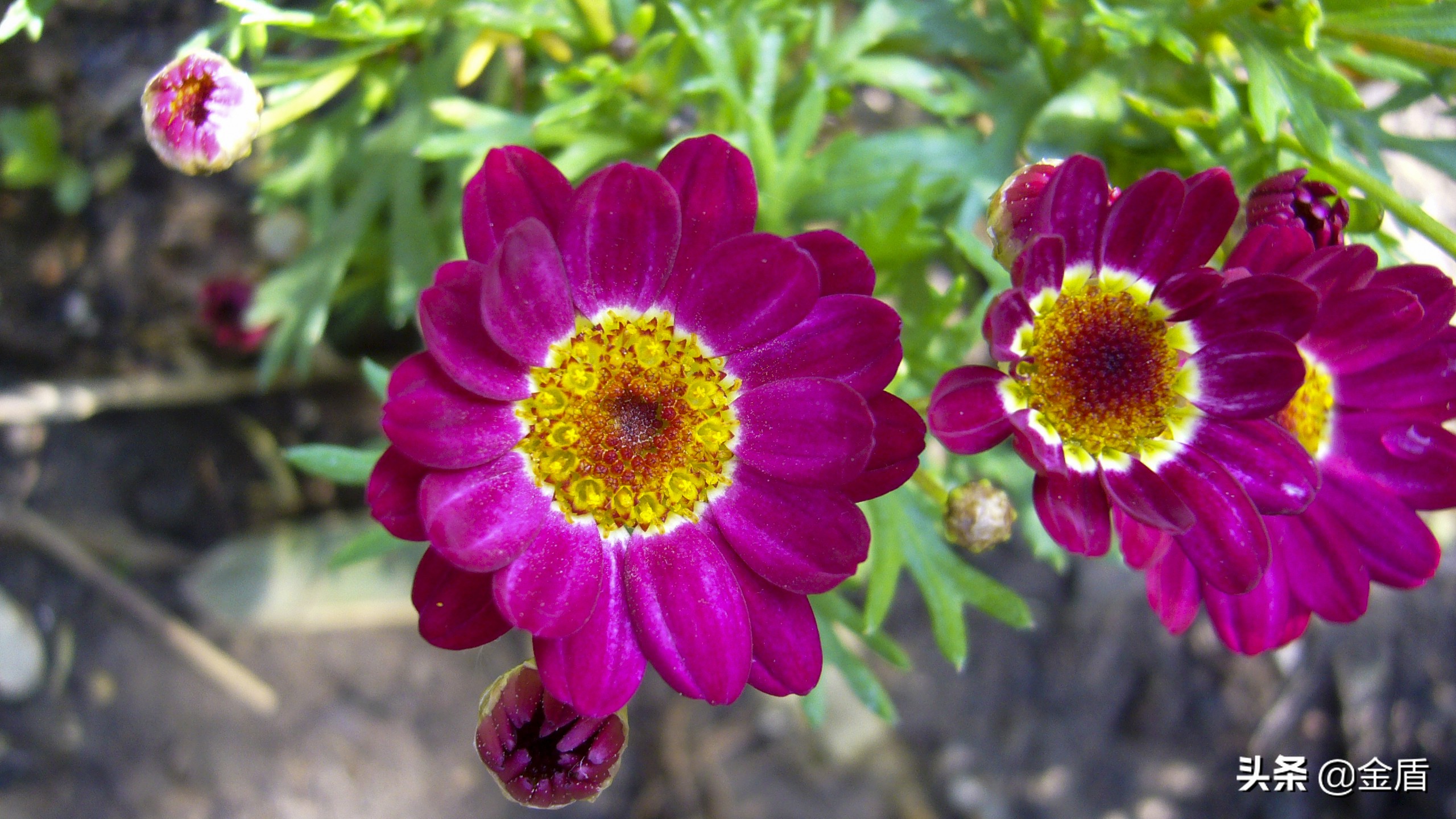 茼蒿花漂亮,木茼蒿花简介