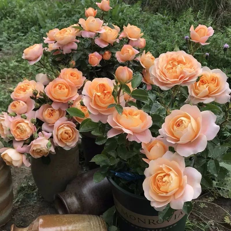 哪些花是开花机器,开花最香最好看繁殖能力还强的花