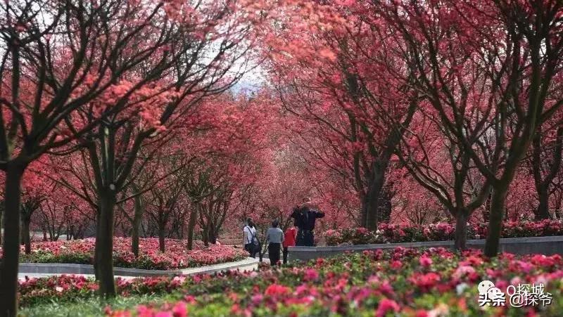 重庆爬山推荐险峻,重庆峭壁悬崖景区