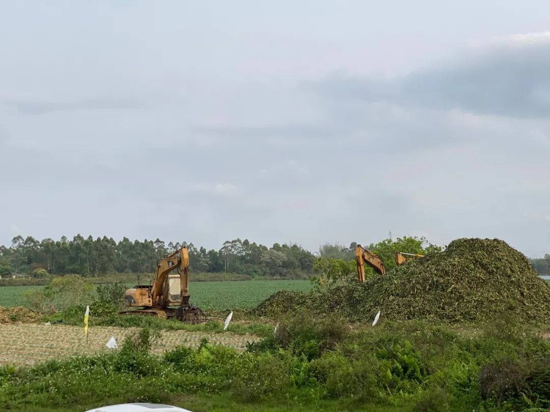 对水浮莲开战阳春清漂任务84万平方米，每天至少清漂8万平方米