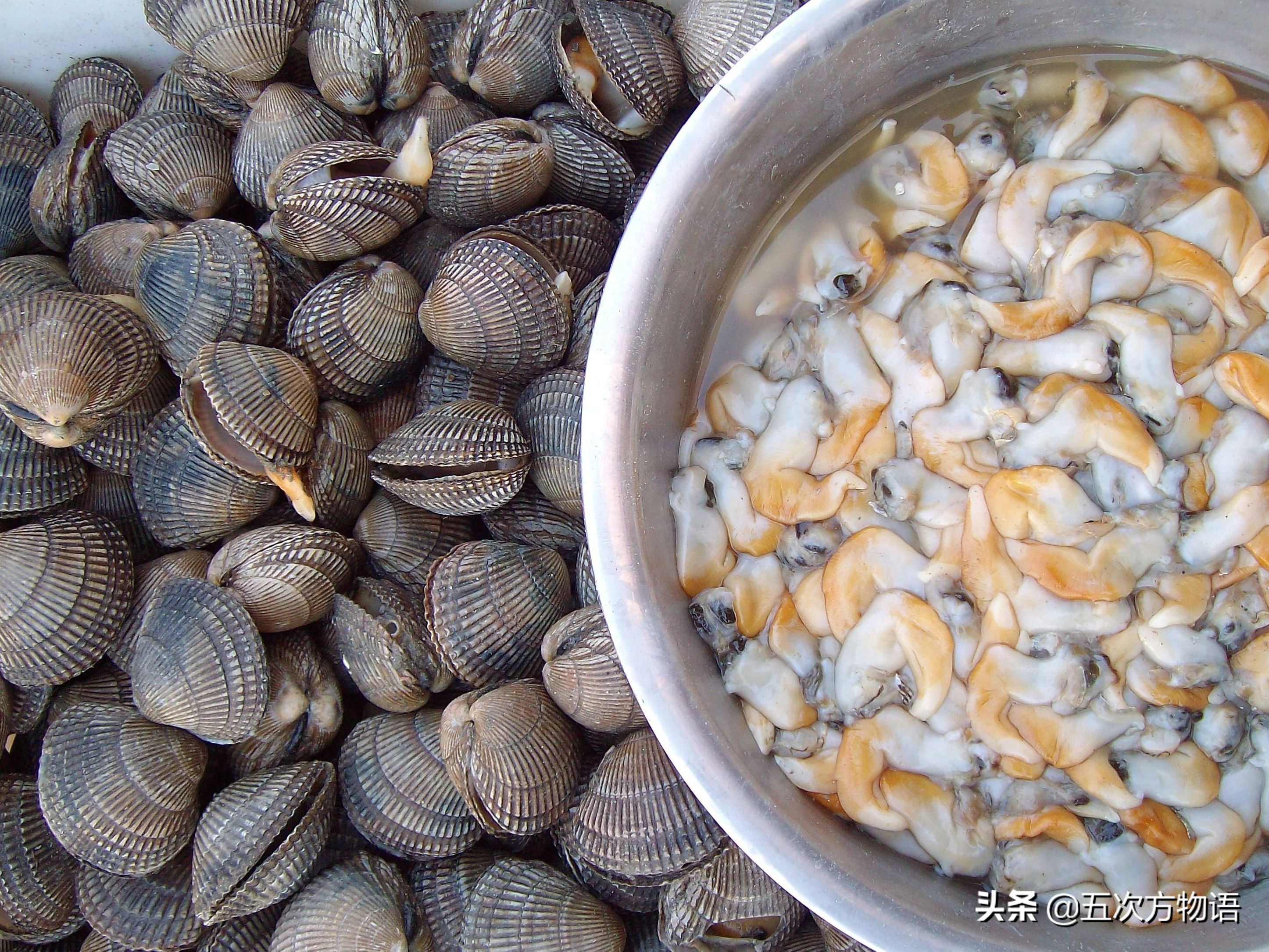 好吃的贝类品种大全,青岛贝类海鲜有哪些品种