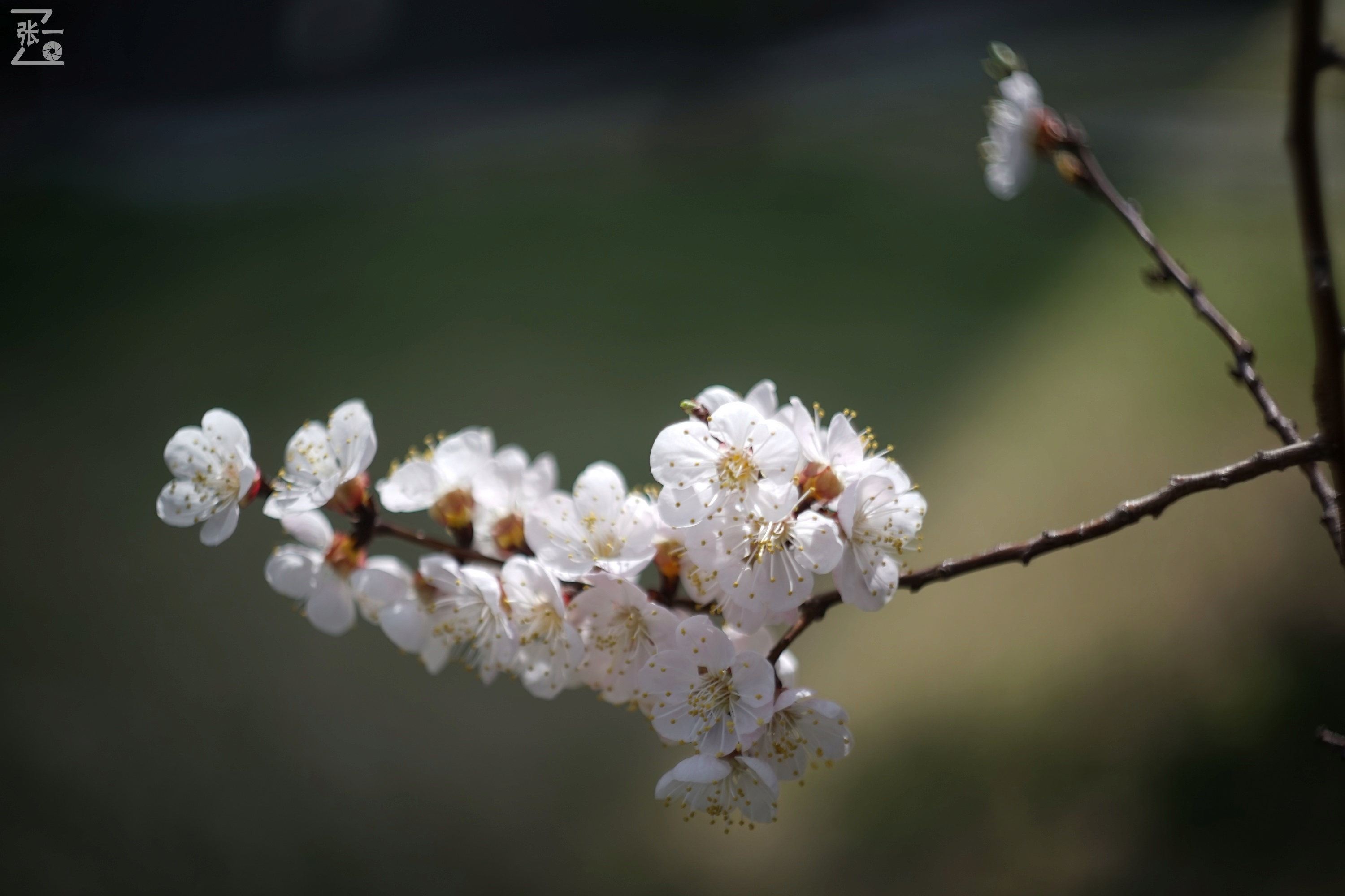 miranda鍗曞弽,miranda鐩告満