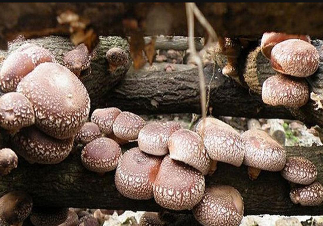 香菇种植怎么预防霉菌,香菇杂菌防治小妙招