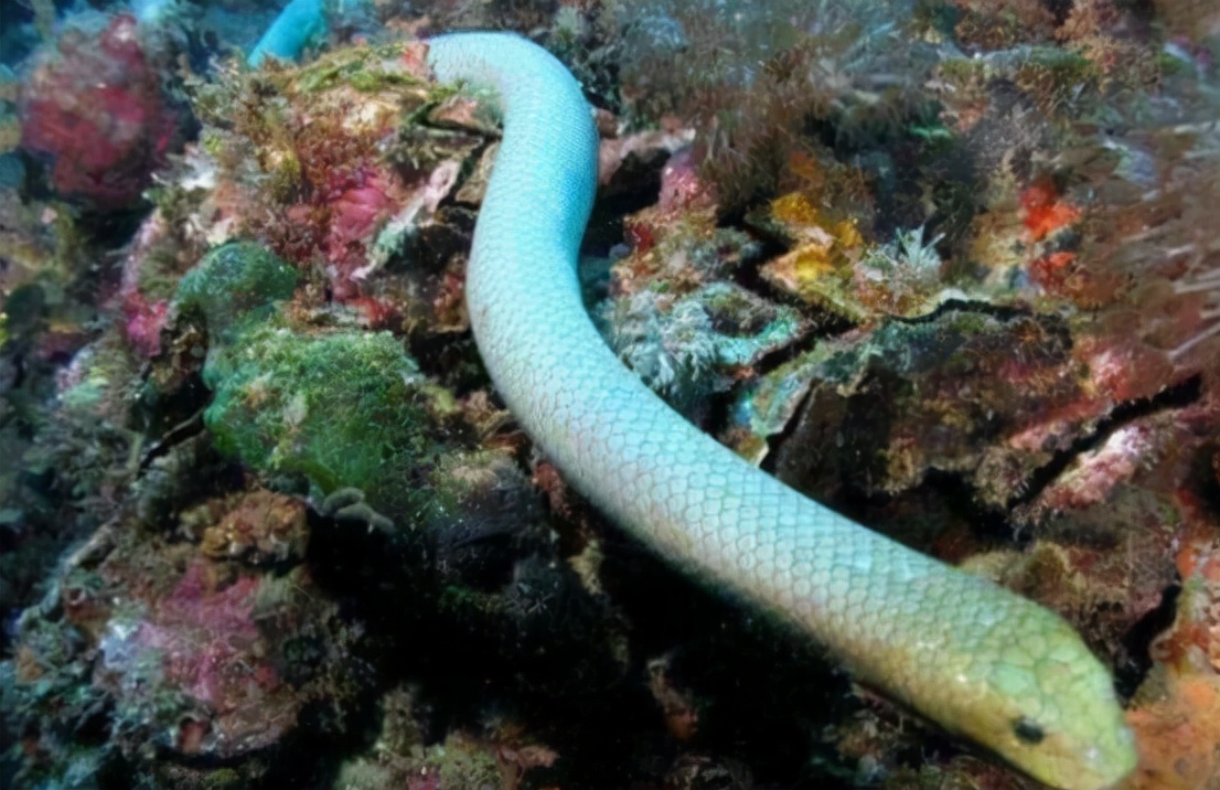 3米长的巨蟒藏在闹市10年,灭绝的超大巨蟒蛇