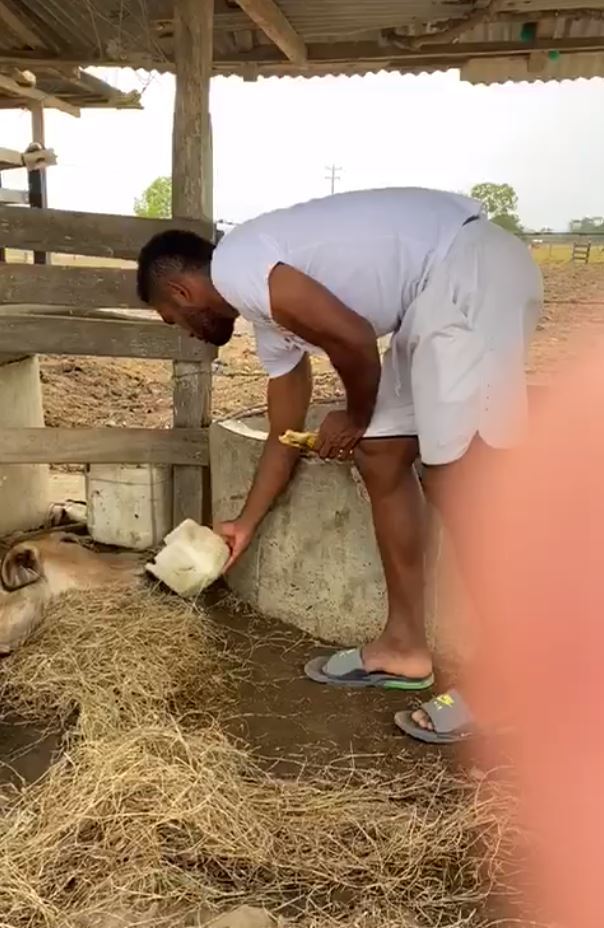 哥伦比亚球星哭诉自家母牛被吸毒年轻人侵犯整夜虐待判若两牛