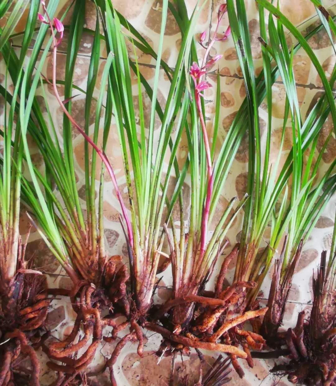 秋芝是什么样的兰花,秋芝兰花为什么这么贵